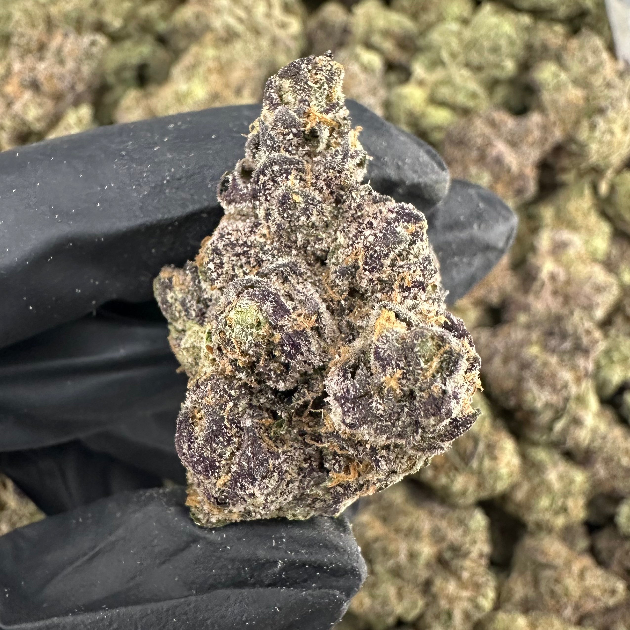 Girl Scout Cookies Wholesale