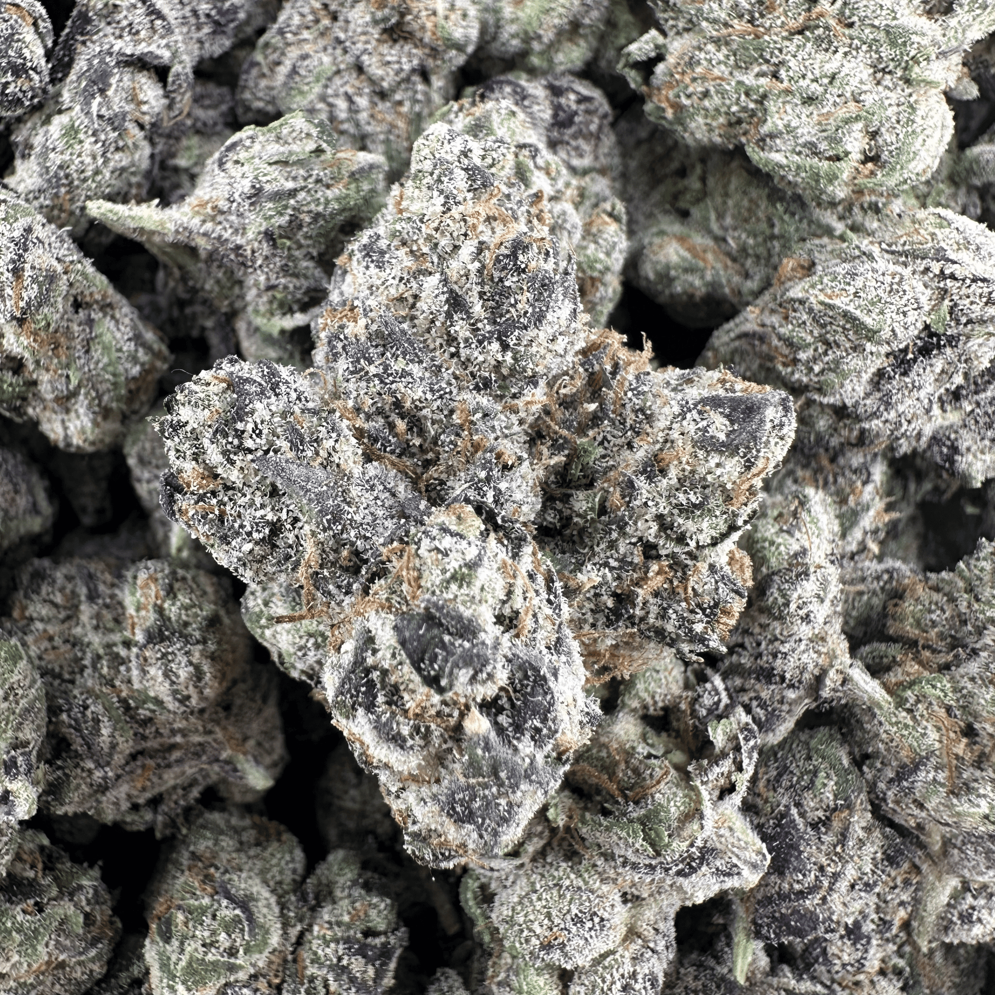 Apple Fritter