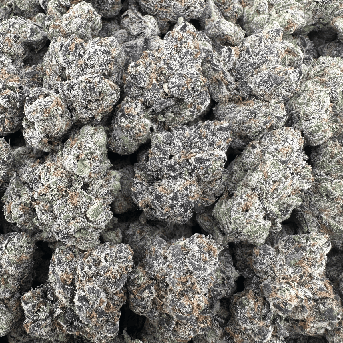 Apple Fritter
