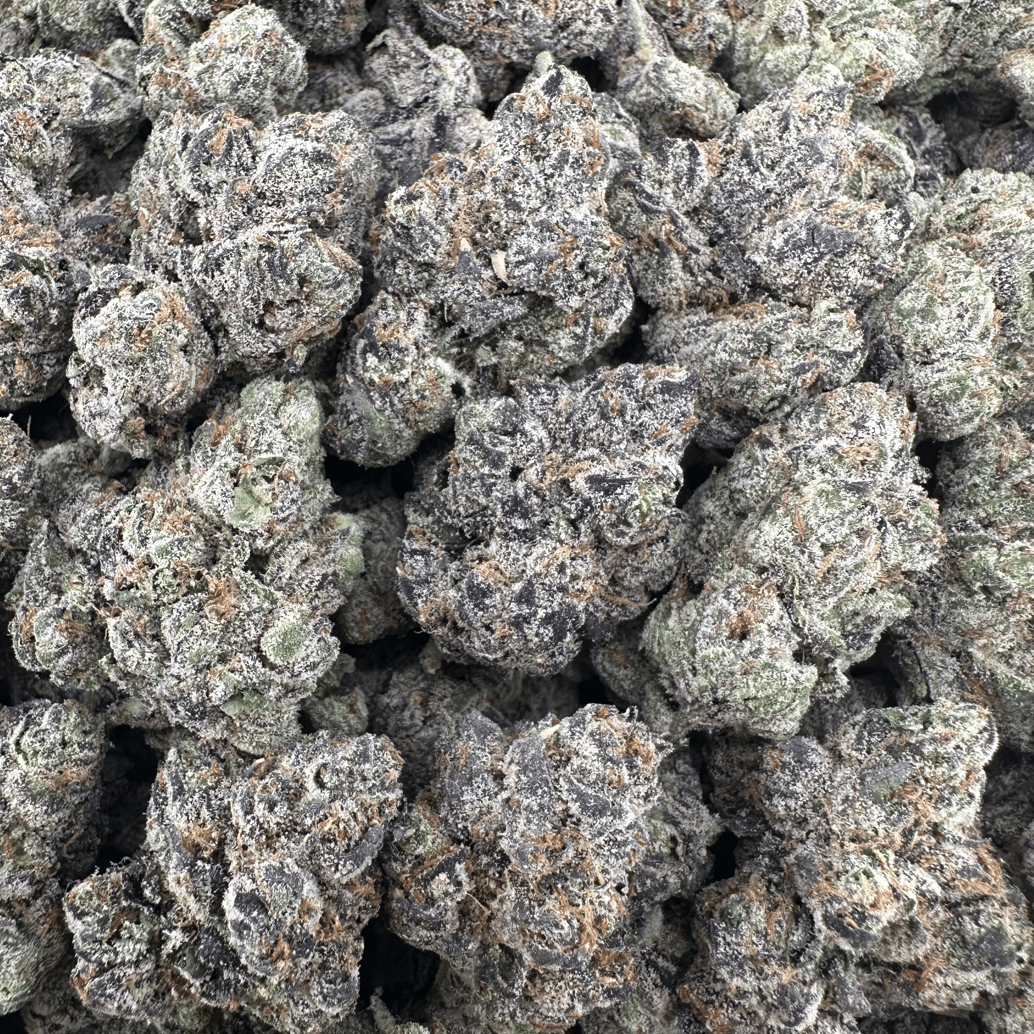 Apple Fritter Flower Wholesale