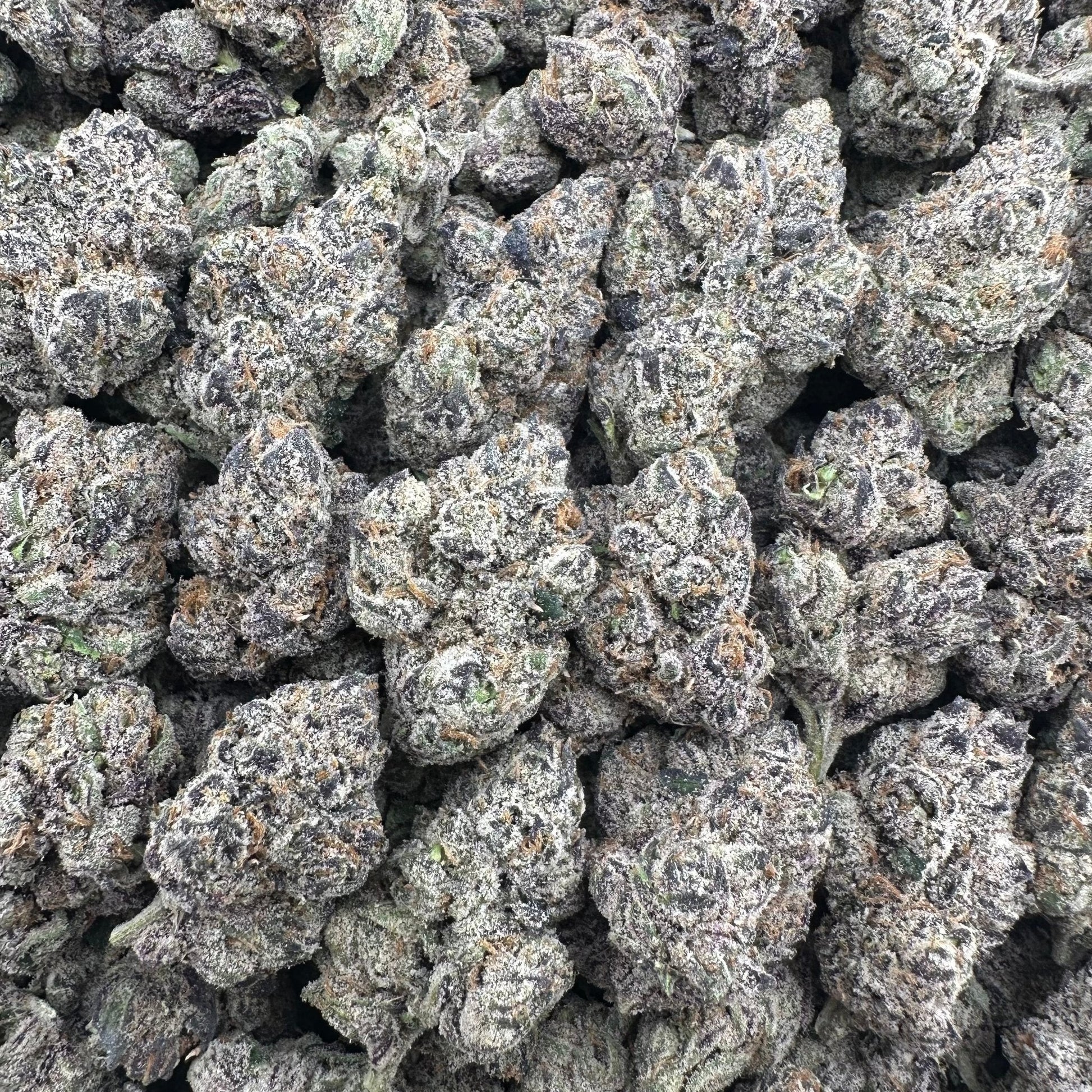 Biscotti