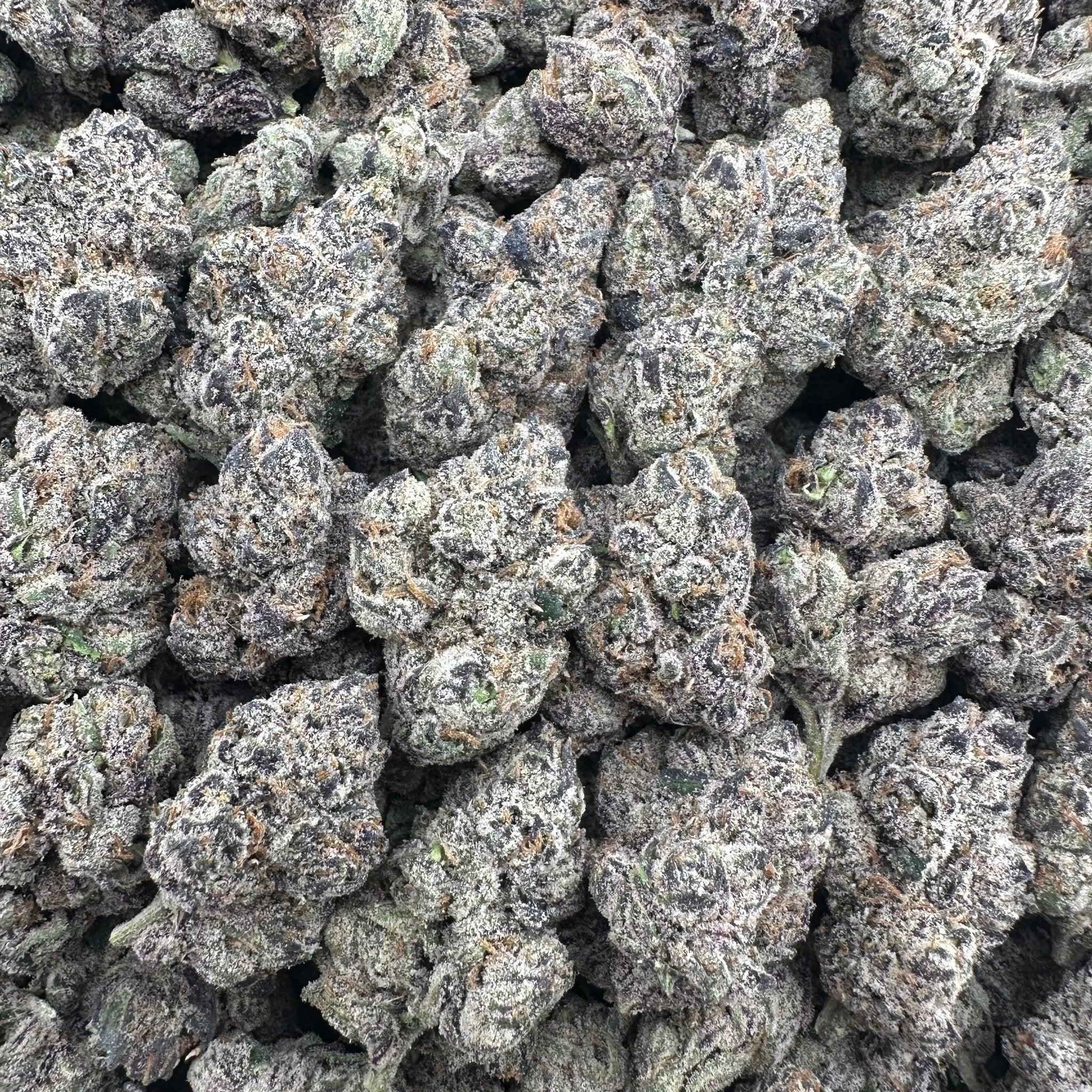 Biscotti Flower Wholesale