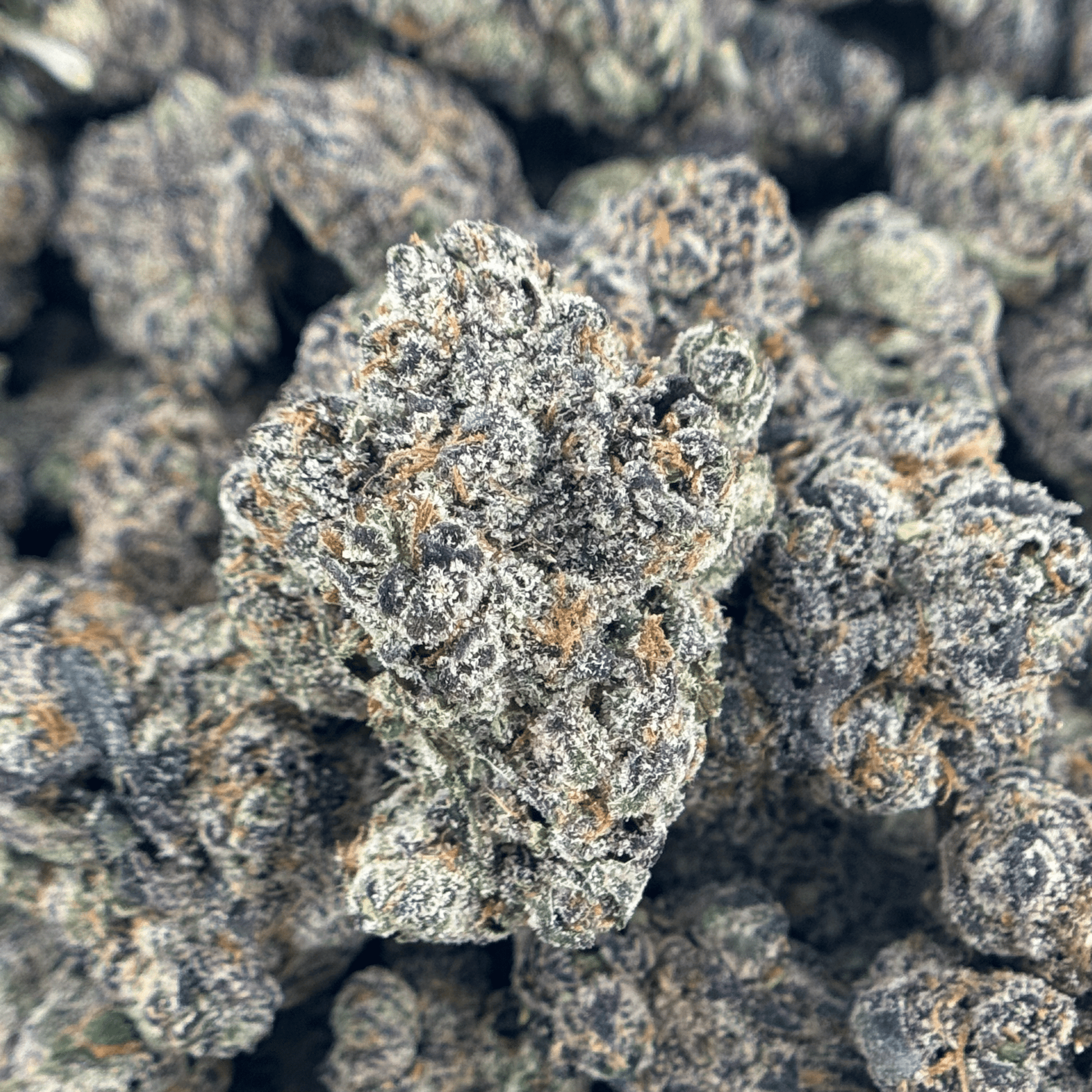 Blue Dream Flower Wholesale