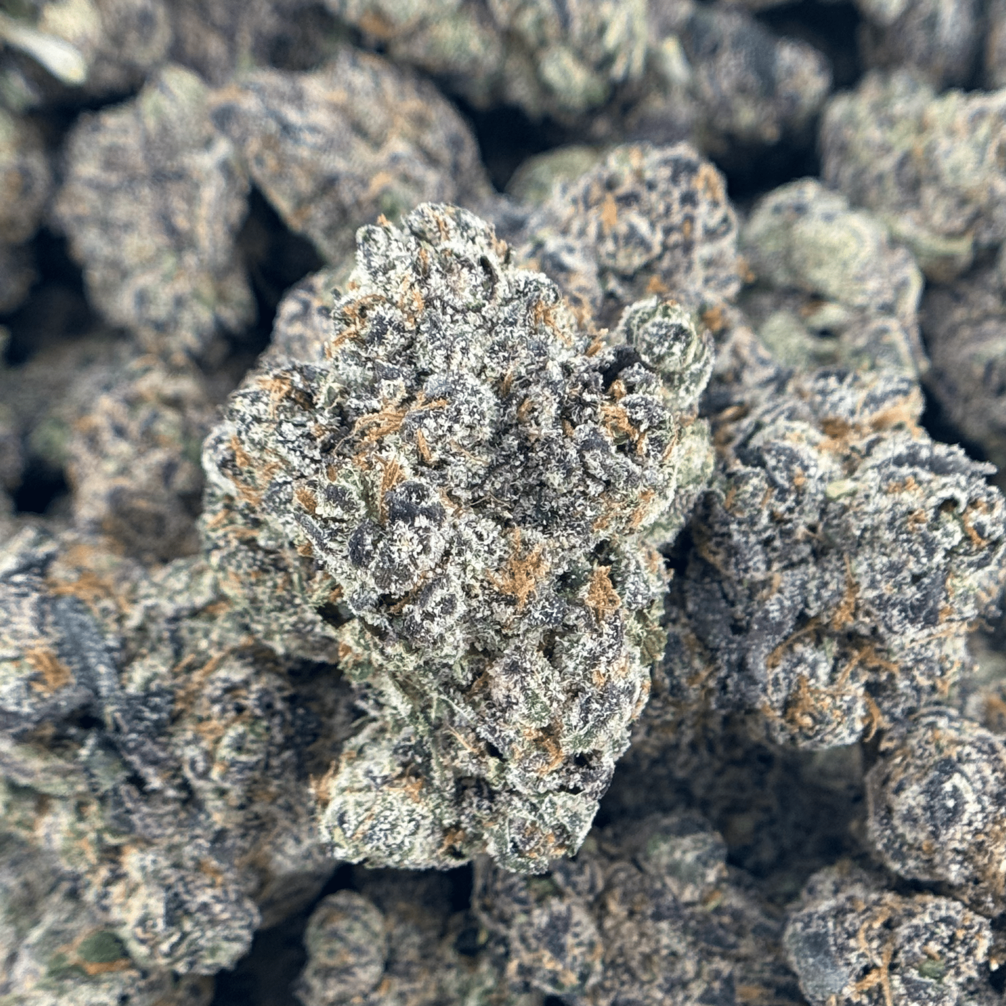 GMO Flower Wholesale