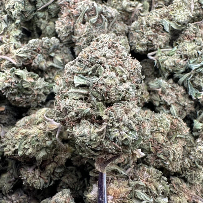 White Widow Tops X Gary Payton Shake (Flower x Shake)