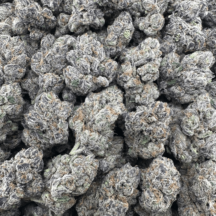 Gelato Flower Wholesale