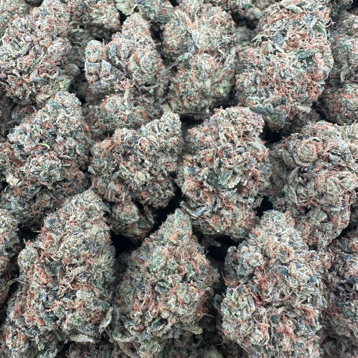 Jack Herer