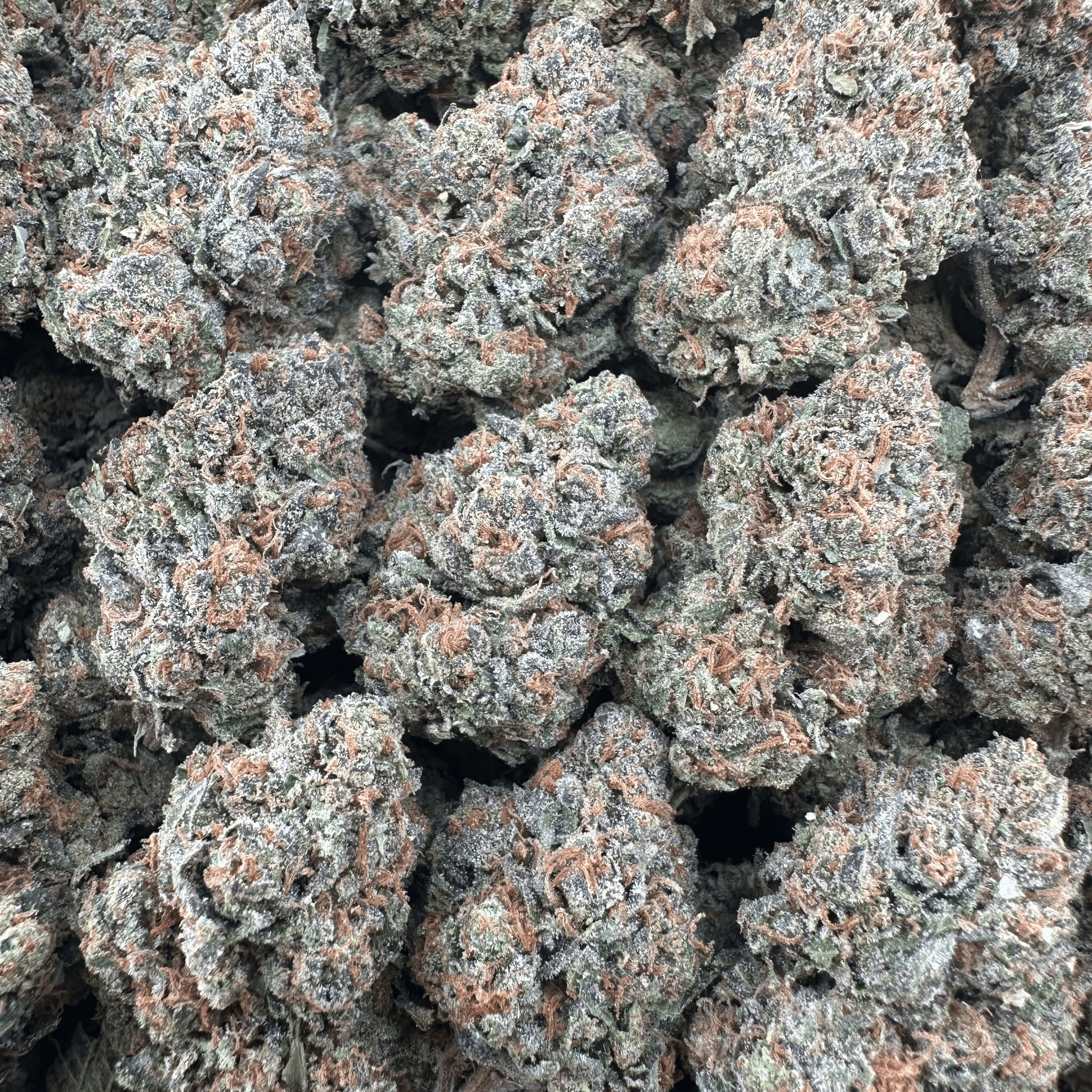 Lemon Cherry Gelato Flower Wholesale