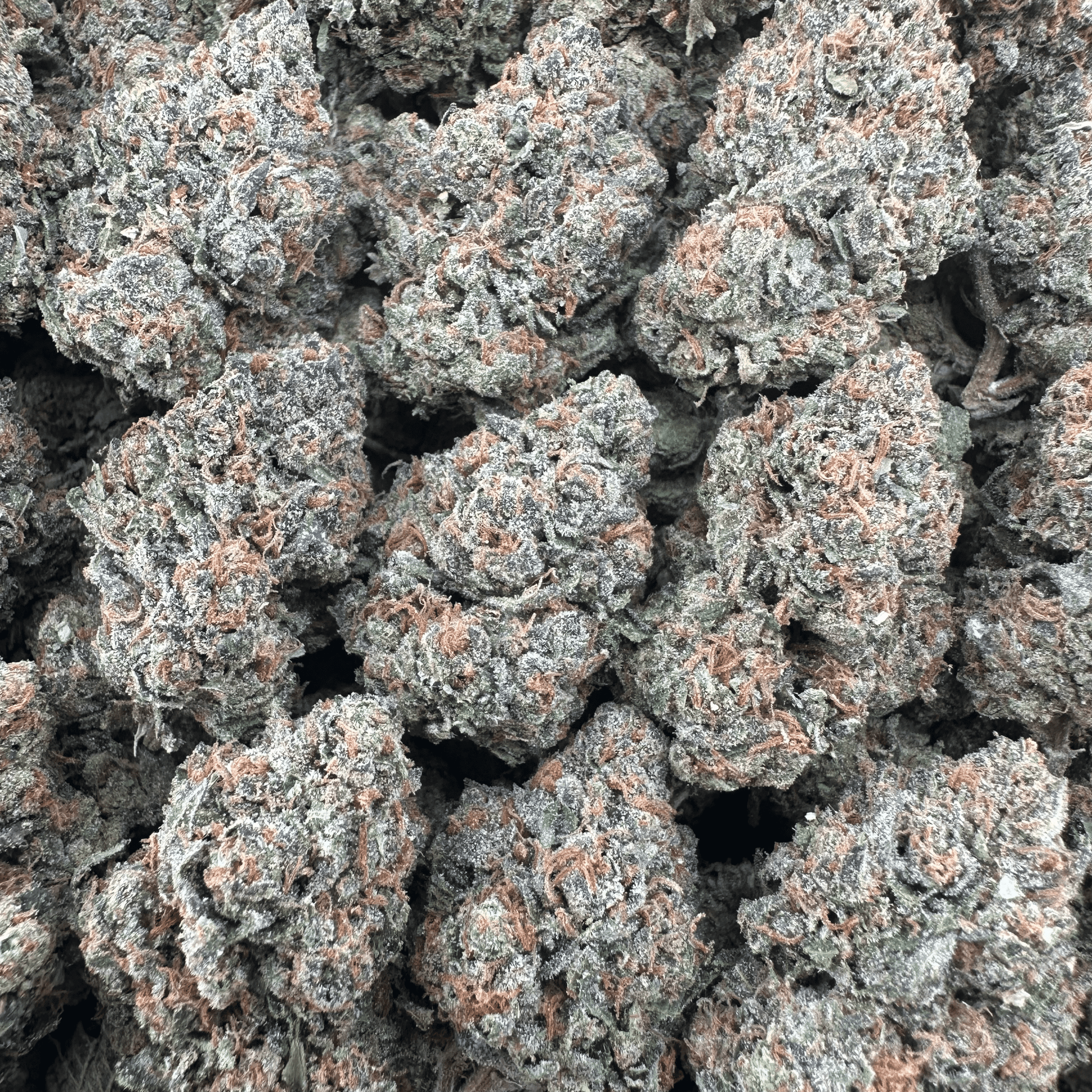 Lemon Cherry Gelato