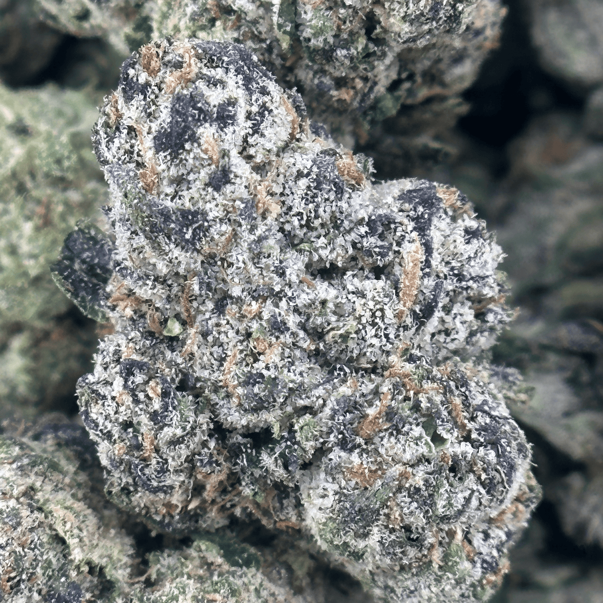 Panama Red Flower Wholesale