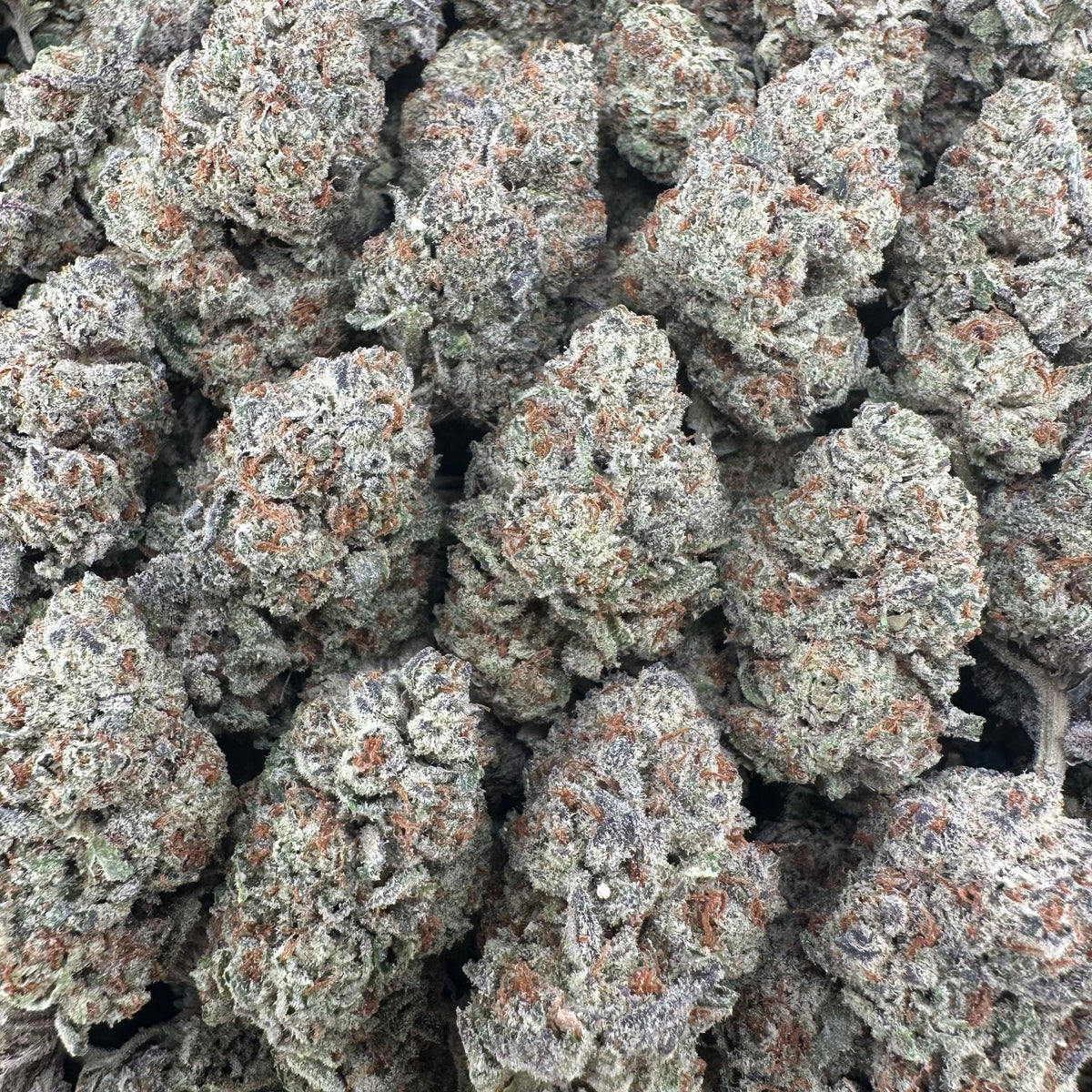 White Widow