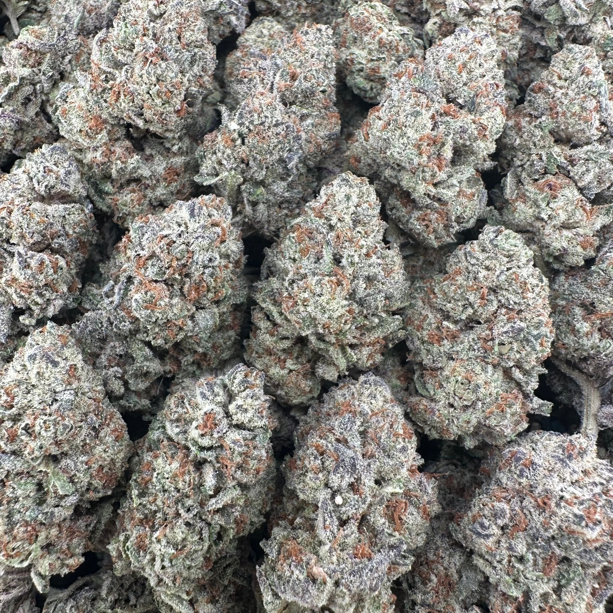 White Widow Flower Wholesale